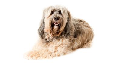 Тибетски териер