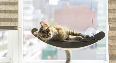 котешки катерушки