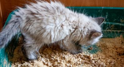 котка запек