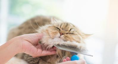 грижа за козината