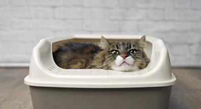 спяща котка