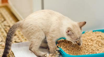 котка и тоалетна