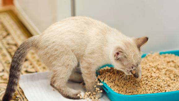 Видове инфекции на пикочните пътища при котки