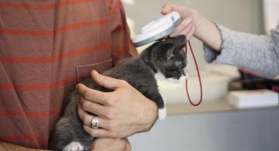 котка и чип