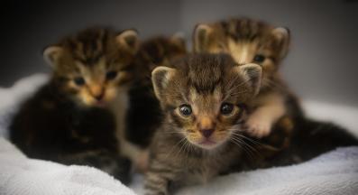 малки котета