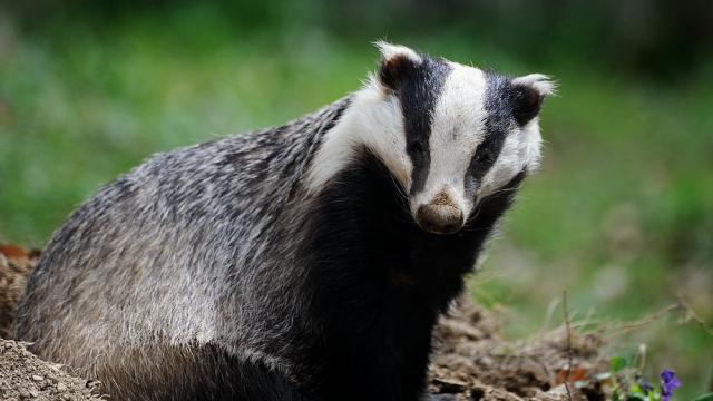Гладен язовец откри голямо съкровище от древни монети 