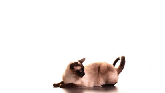 Тайска котка