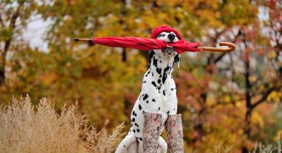 далматинец