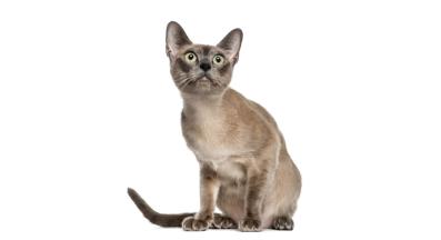 Тонкинска котка