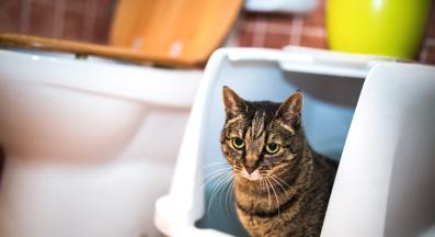 котка и тоалетна