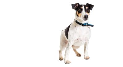 фокс териер