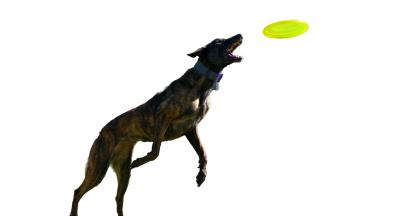 Тигрово гонче от Тенеси