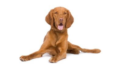 Унгарска Визла