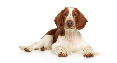 Уелски спрингер шпаньол