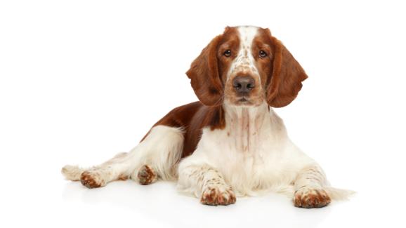 Уелски спрингер шпаньол