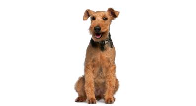 Уелски териер