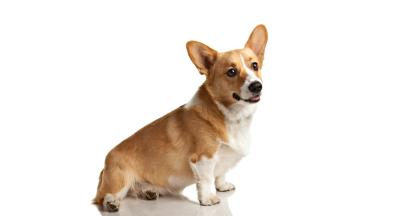 Уелско корги пембрук