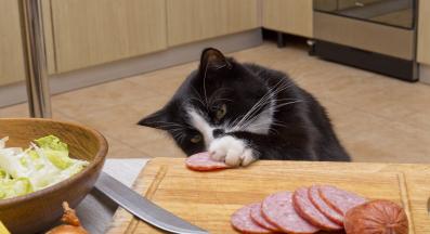 котка краде салам