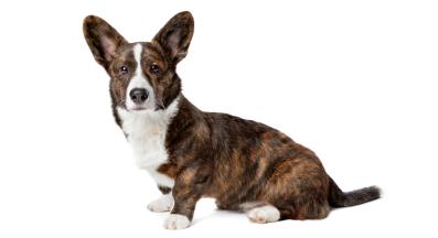 Уелско корги кардигън