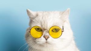 Меметата миймовете промениха изцяло света на социалните мрежи Всяка голяма