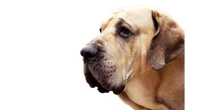 Фила Бразилейро