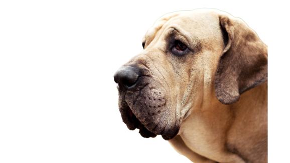 Фила Бразилейро