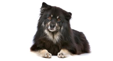 Финландски лапхунд