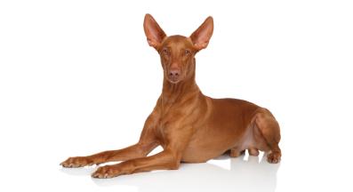 Фараоново куче