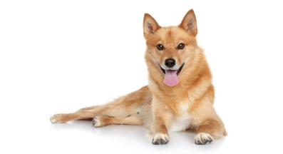 Финландски шпиц