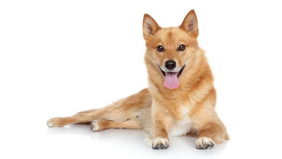 Финландски шпиц