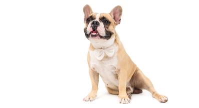 Френски булдог