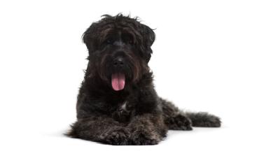 Фландърско Бувие