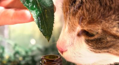 етерични масла и котки