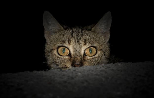 котка поглед