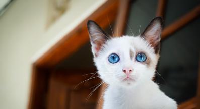 котка поглед