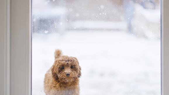 Кога навън наистина е твърде студено за кучето ни