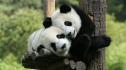 Голямата панда в Чунцин роди близнаци - вижте бебетата (ВИДЕО)