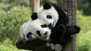Новородени панди се появиха за първи път пред посетители в