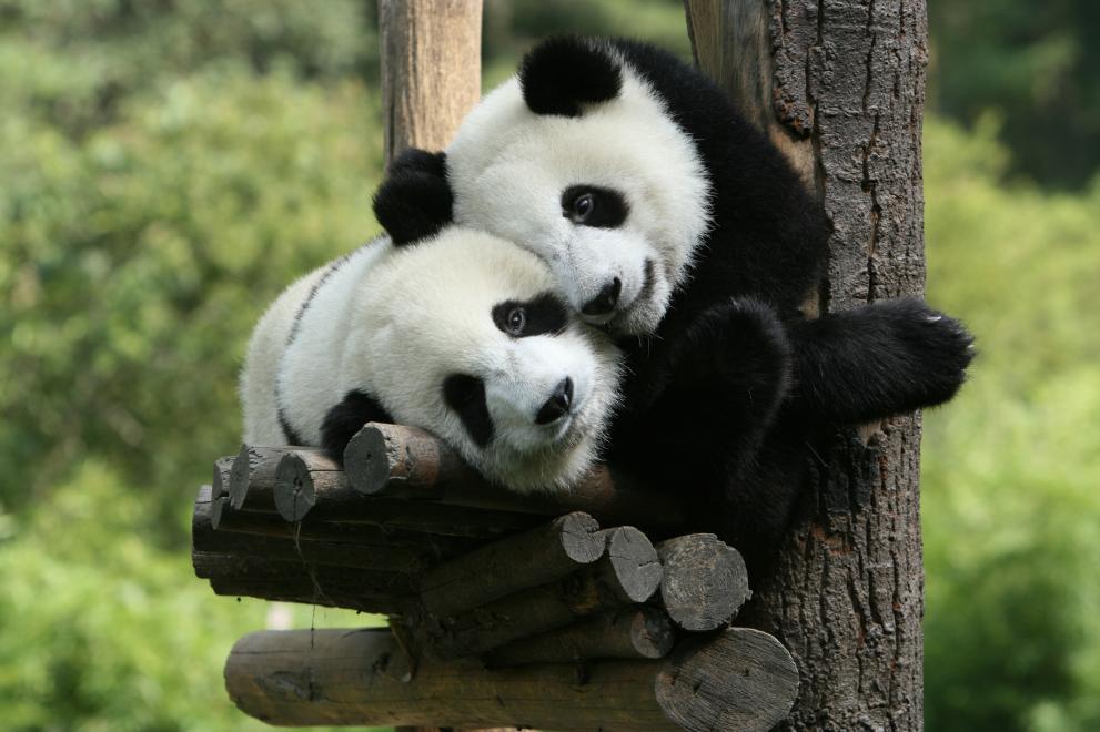 Гигантска панда на име Ер Шун роди близнаци в зоопарк в