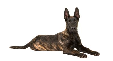 Холандска овчарка