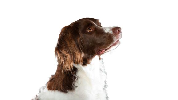 Холандски птичар