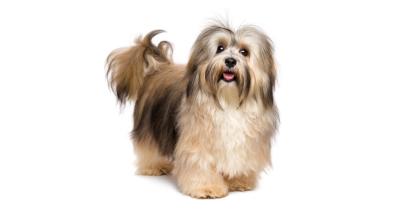 Хаванска болонка