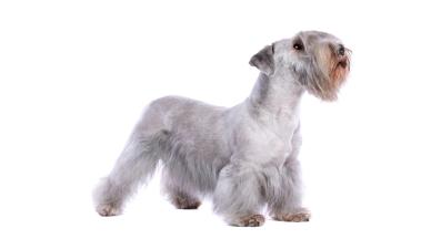 Чешки Териер