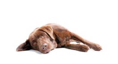 Чесапийк бей ретривър