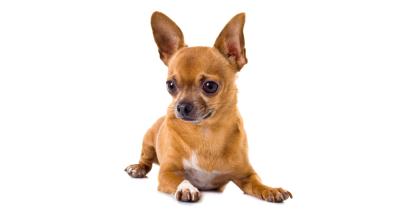 Чихуахуа
