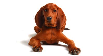 Червен кунхаунд