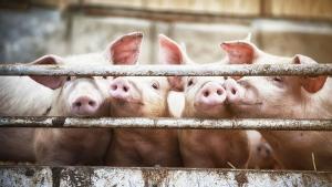 Огнище на африканска чума по свинете е установено в землището