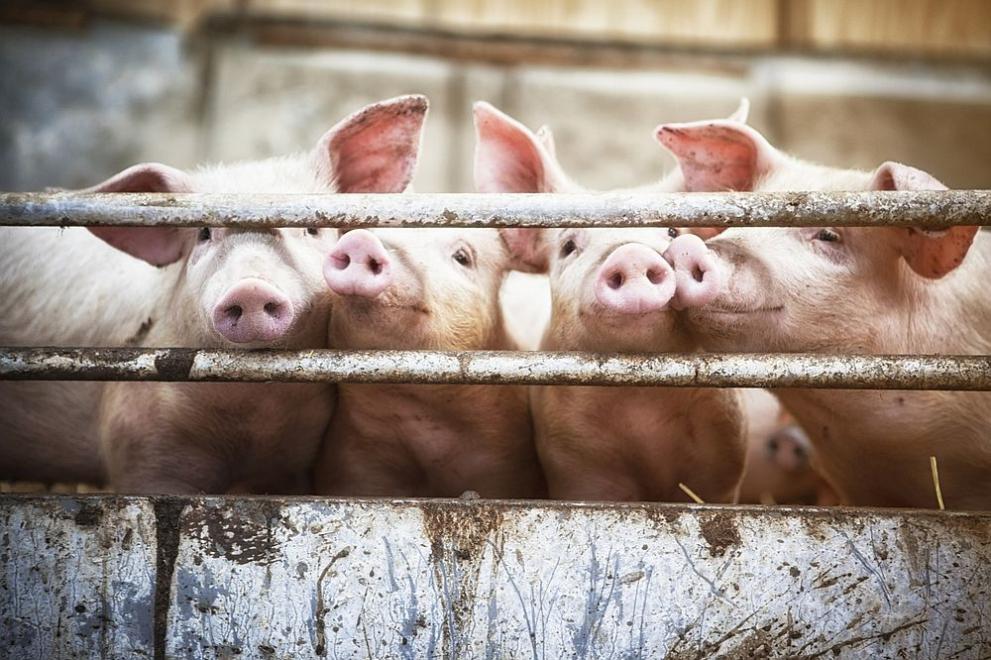 Огнище на африканска чума по свинете е установено в землището
