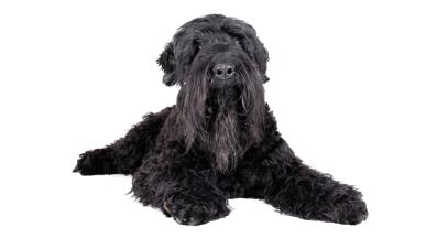 Черен руски териер