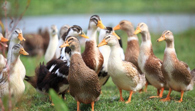 патици - УЖАСЪТ ПРОДЪЛЖАВА: След овцете: Унищожиха 28 000 патици!